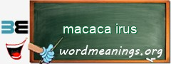 WordMeaning blackboard for macaca irus